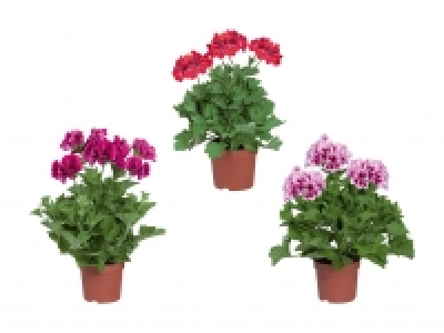 Pelargonium grandiflorum CHF 2.49