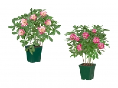 Pfingstrosen CHF 9.99