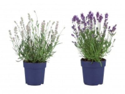Lavendel angustifolia CHF 2.49