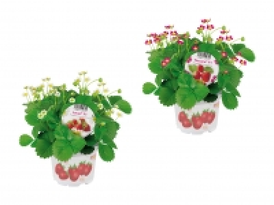Erdbeerpflanzen CHF 1.99