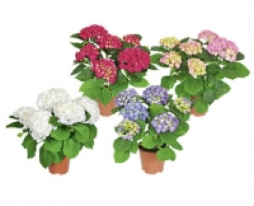 HORTENSIE CHF 5.99