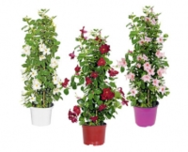 DIPLADENIA CHF 12.99