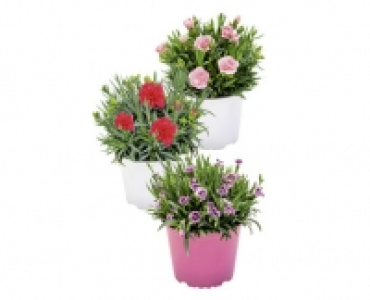 NELKE CHF 3.49
