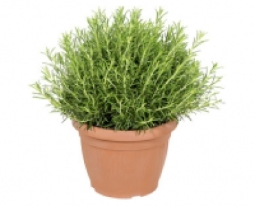 ROSMARIN XXL