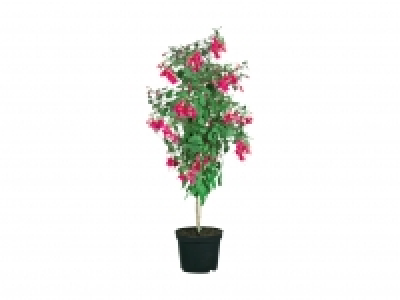 Fuchsienhochstamm