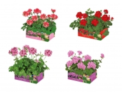 Geranien stehend/h&auml;ngend CHF&nbsp;3.79