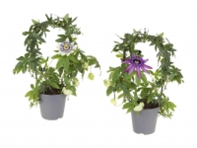 Lidl  Passiflora Bogen