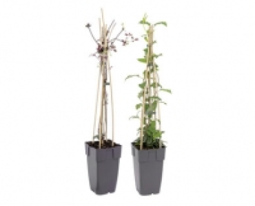 BIENENFREUNDLICHE KLETTERPFLANZE CHF 4.99