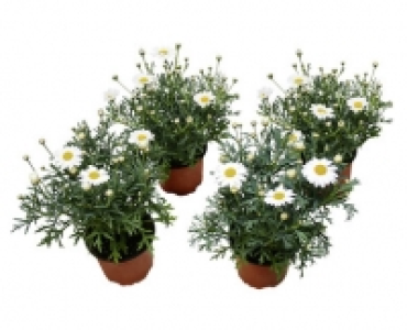 MARGERITE CHF&nbsp;2.99