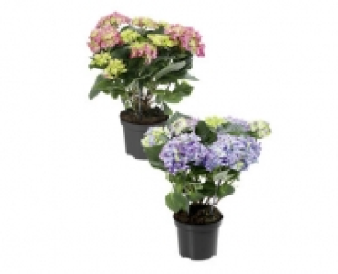 Aldi Suisse  GARTENHORTENSIE