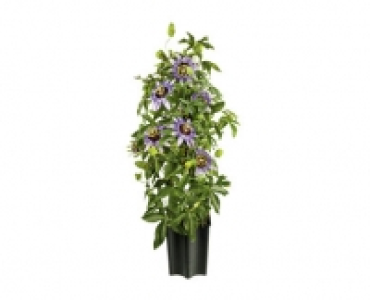 PASSIFLORA PYRAMIDE CHF 9.99