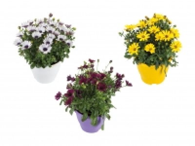 Osteospermum CHF 5.99