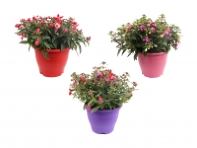 Fuchsien-Mix «Bella» CHF 5.99