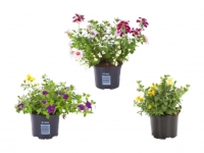 Blühtrio CHF 2.99