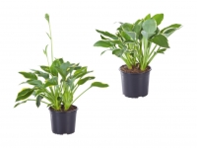 Funkie Hosta CHF 4.99