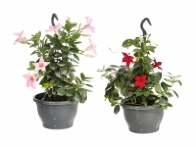 Dipladenia Ampel CHF 9.99