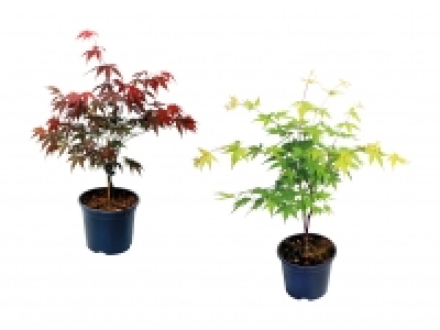 Acer Palmatum CHF 9.99