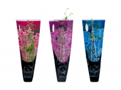 Clematismix CHF 4.99