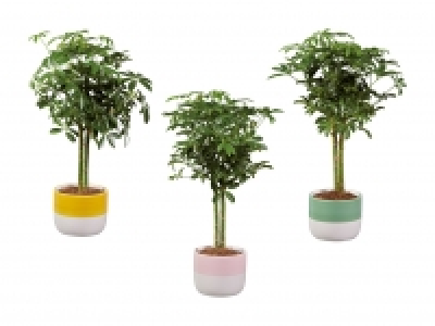 Schefflera Stämmchen CHF 8.99
