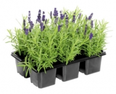 LAVENDEL CHF 3.99