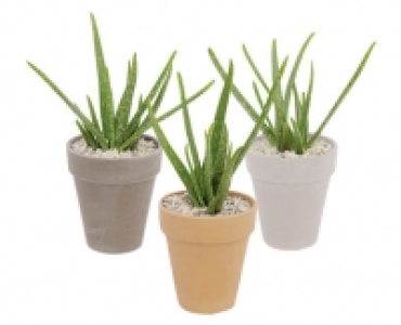ALOE VERA CHF 6.99