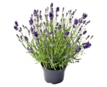 Aldi Suisse  LAVENDEL