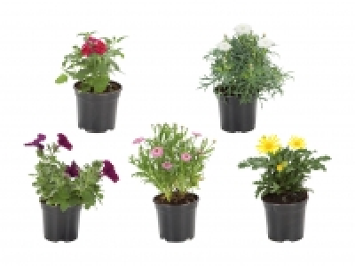 Beetpflanzen CHF 1.49