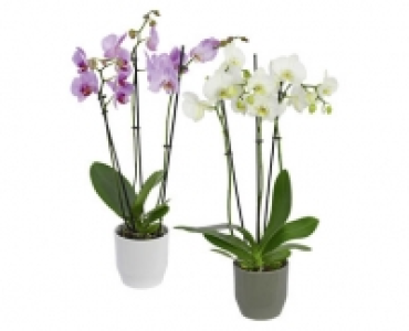 Aldi Suisse  ORCHIDEE 3-TRIEBE