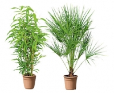 PALME/BAMBUS