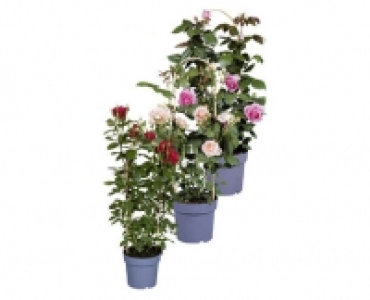 DUFTROSE CHF 14.99