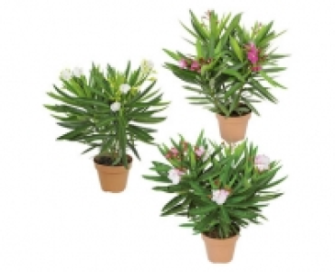 OLEANDER CHF 6.99