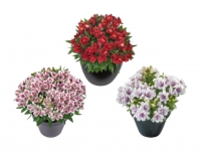 Alstromeria CHF 9.99