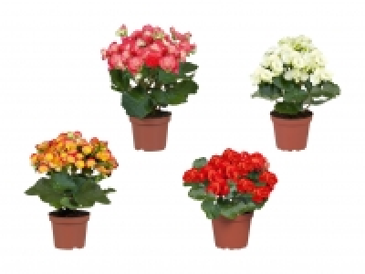 Begonien CHF 2.99