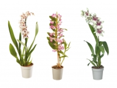 Lidl  Orchideen