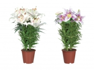 Orientalische Lilien CHF 9.99