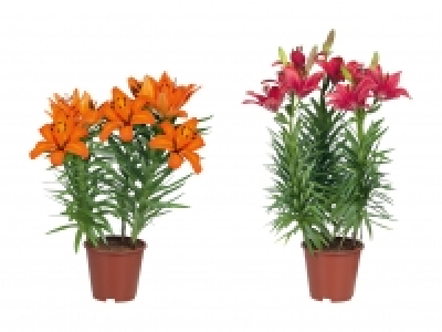 Asiatische Lilien CHF 5.99
