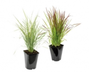 WINTERHARTES ZIERGRAS CHF 5.99