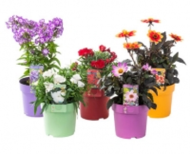 STAUDEN MIX CHF 5.99