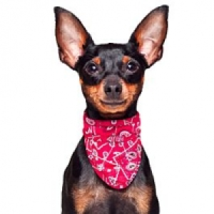 Aqua Coolkeeper Cooling Pet Bandana Kühlendes Bandana Red Western CHF 14.90