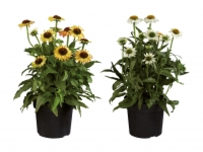 Echinacea CHF 9.99