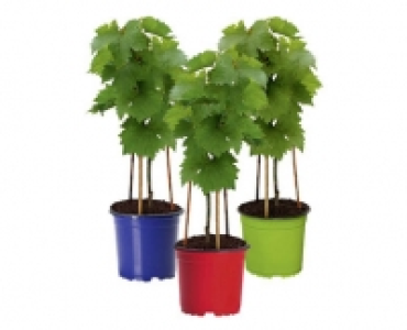 WEINREBE