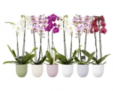 ORCHIDEE IN KERAMIK