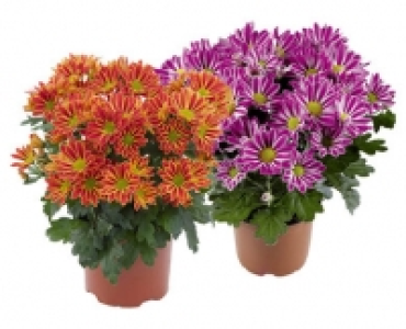 Aldi Suisse  SOMMERCHRYSANTHEME