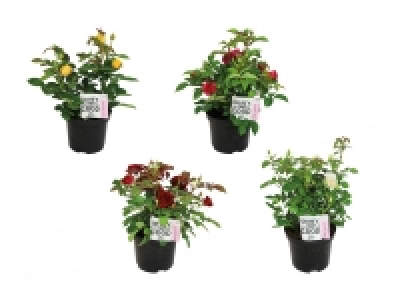 Gartenrosen «Palace» CHF 9.99