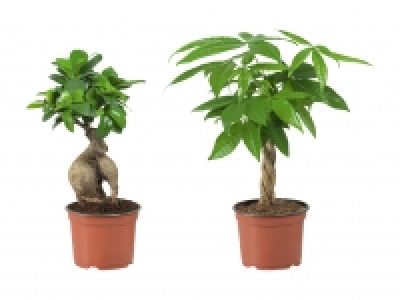 Ficus Ginseng und Pachira CHF 6.99
