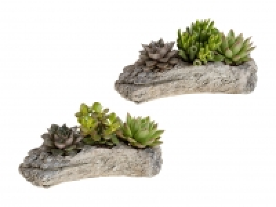 Sukkulenten «Wood Style» CHF 8.99