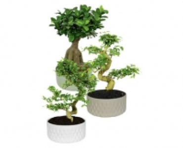 Aldi Suisse  BONSAI IN SCHALE