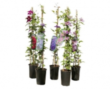 CLEMATIS PYRAMIDE