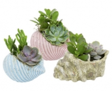 MUSCHEL ARRANGEMENT
