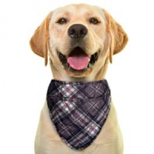 Aqua Coolkeeper Cooling Pet Bandana Kühlendes Bandana Scottish Grey CHF 11.90